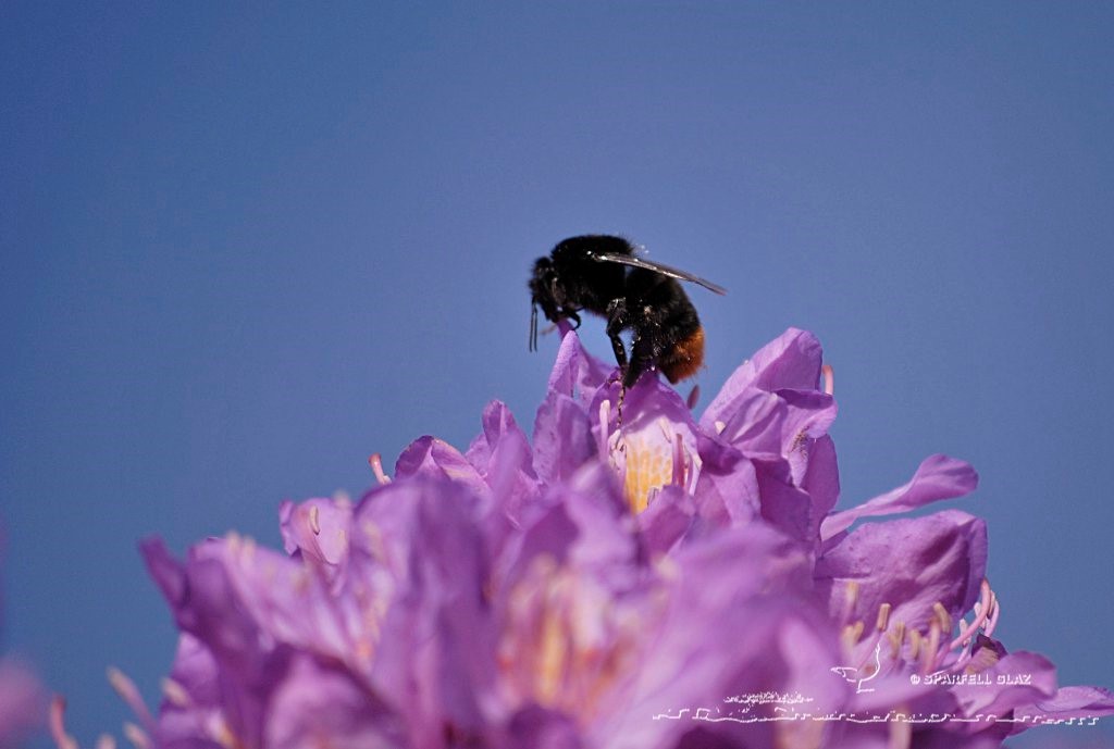 bourdon se gavant de nectar sur un rhododendron