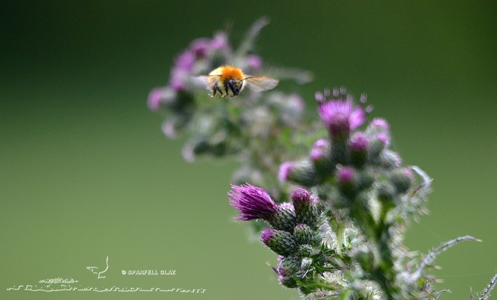 bourdon en vol