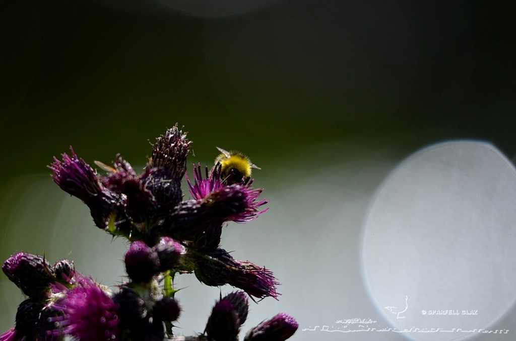 bourdon sur un cirse