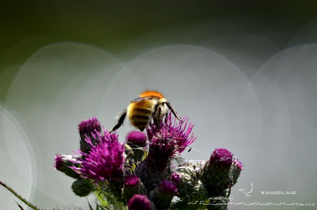 bourdon sur une fleur de cirse