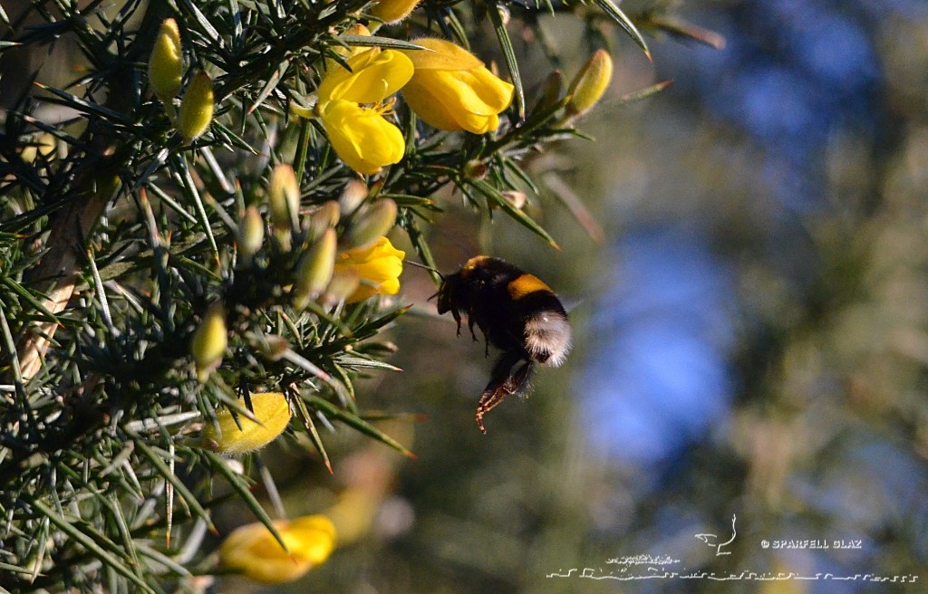 bourdon en vol