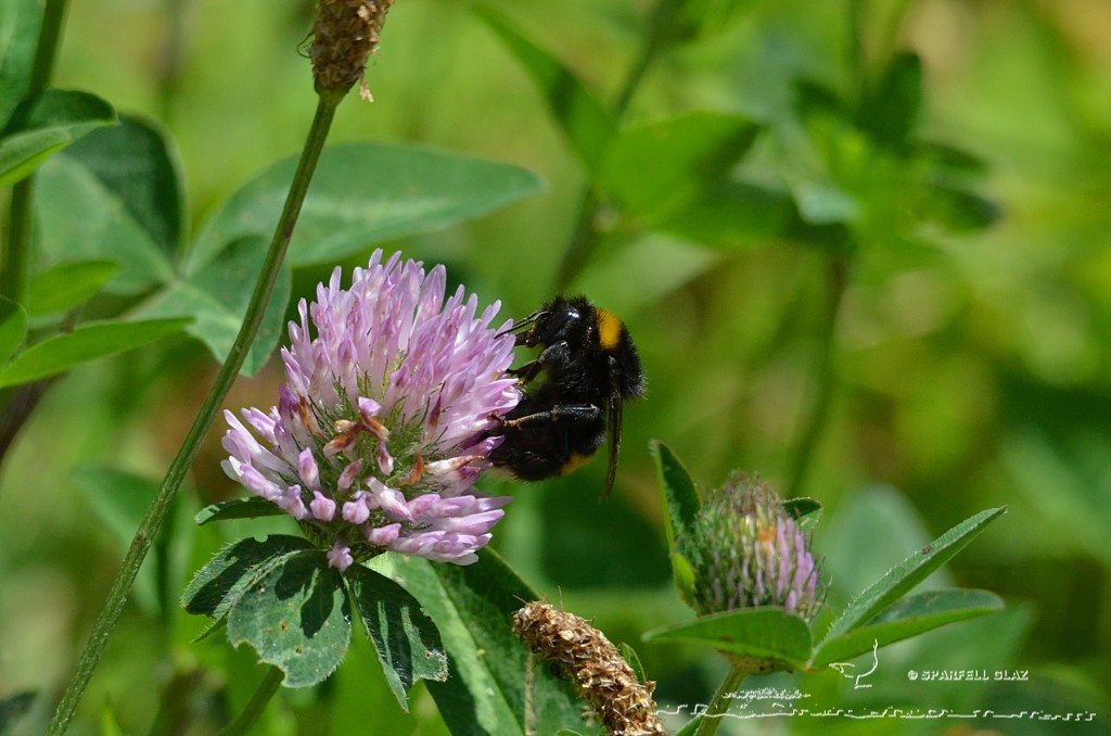 bourdon sur une fleur de trèfle