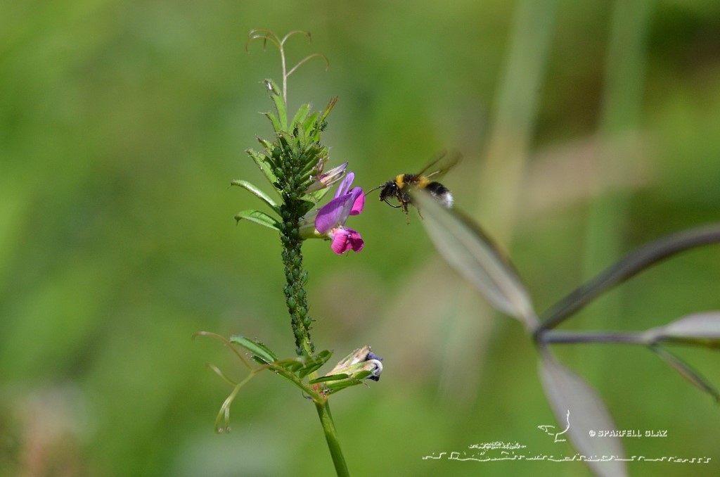 bourdons et pucerons
