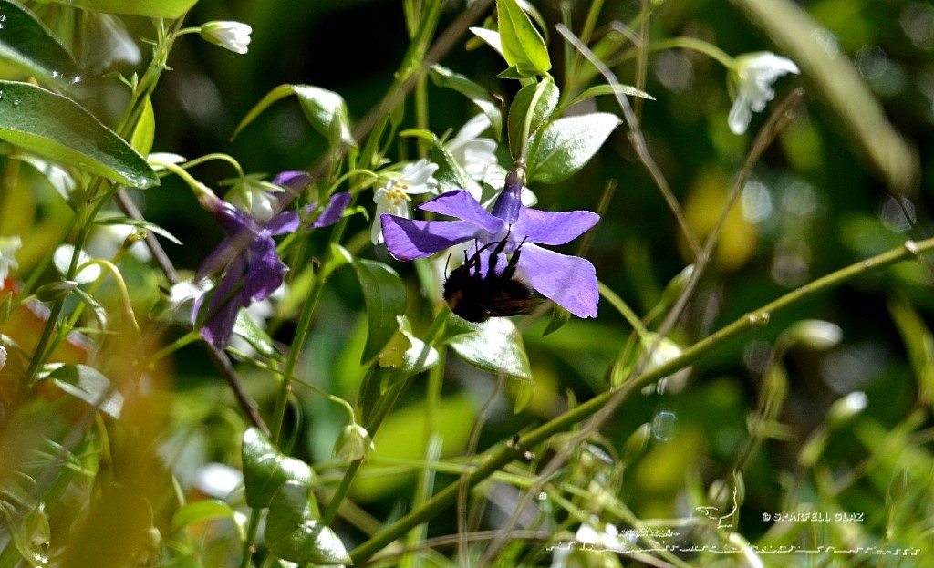bourdon sur une fleur de grande pervenche
