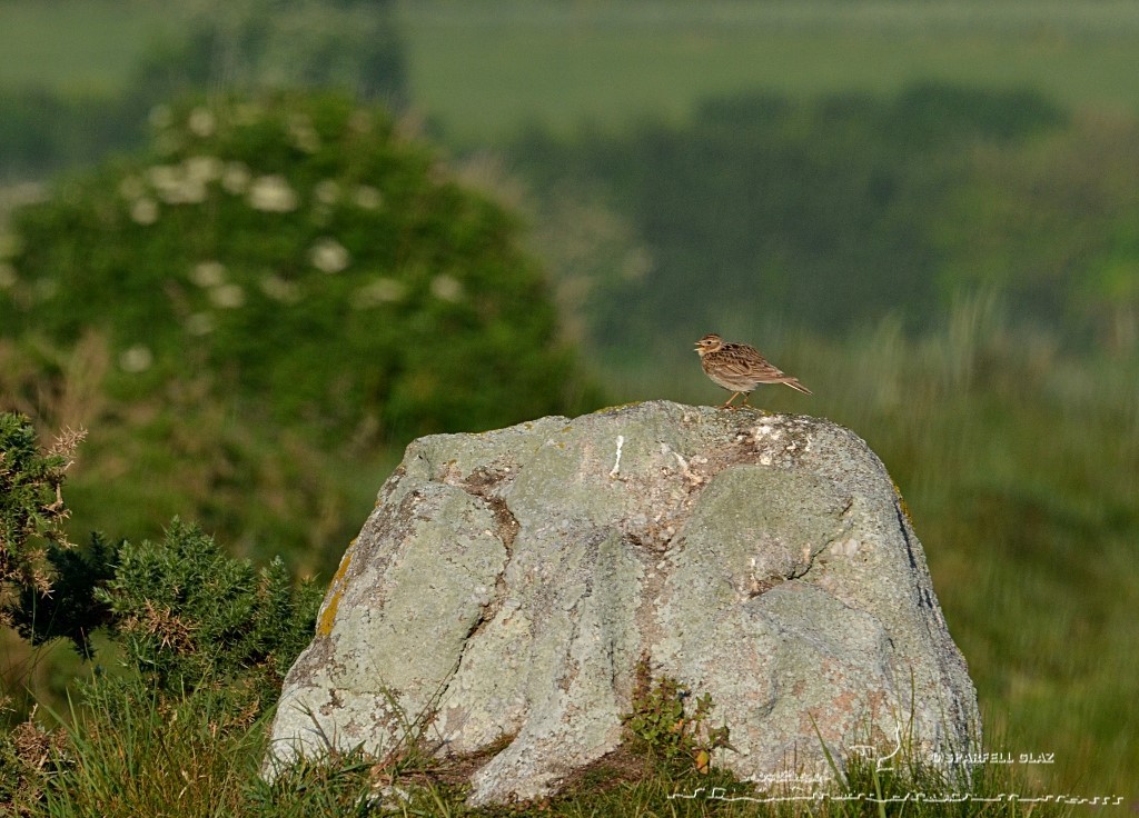 alouette des champs chantant sur un rocher