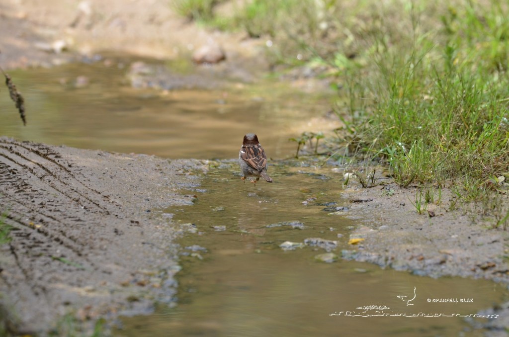 moineau domestique