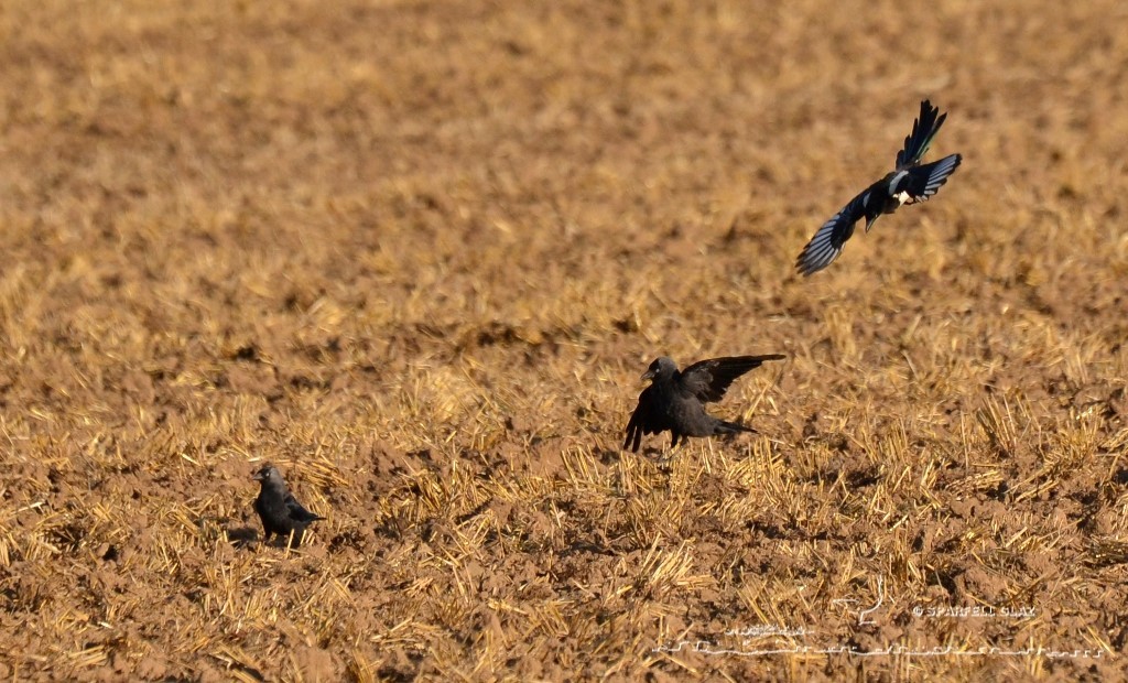 choucas des tours et pie bavarde sur un chaume de blé