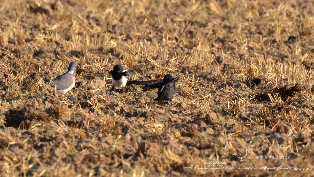 choucas des tours et pie bavarde sur un chaume de blé