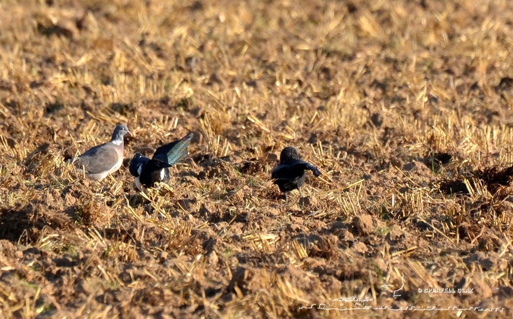 choucas des tours et pie bavarde sur un chaume de blé