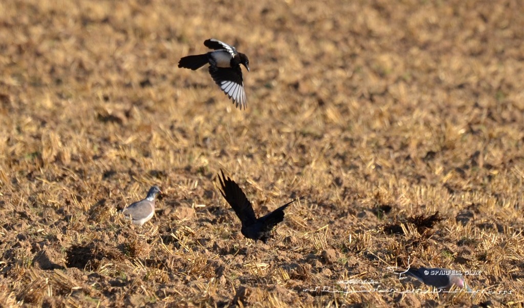choucas des tours et pie bavarde sur un chaume de blé