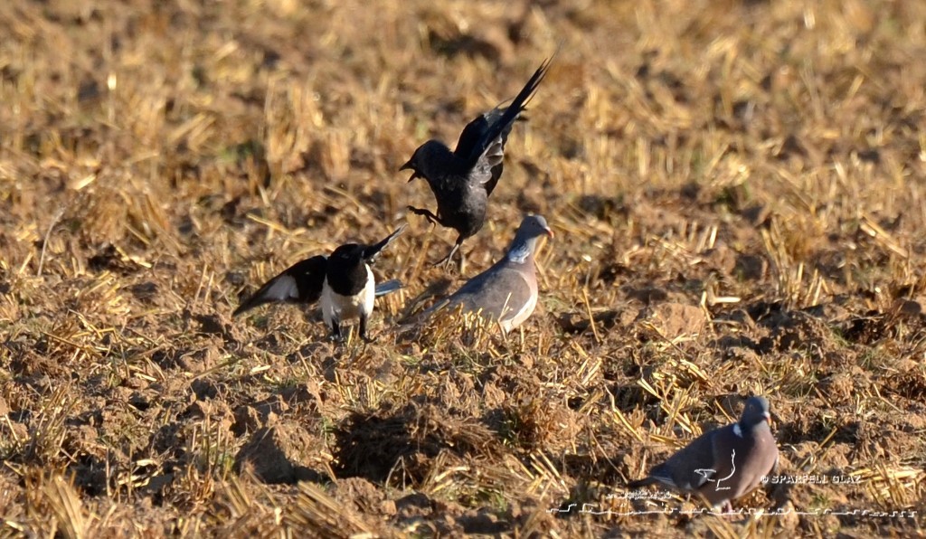 bagarre entre choucas des tours et pie bavarde sur un chaume de blé