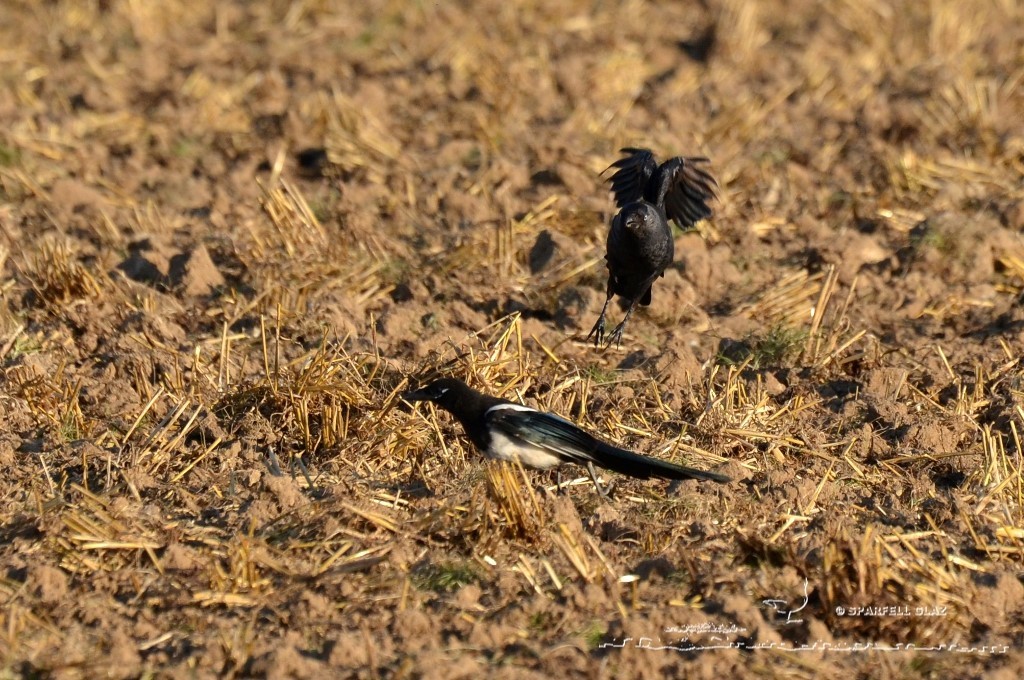 choucas des tours et pie bavarde sur un chaume de blé
