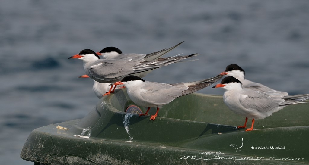 sternes pierregarins posées sur un bateau