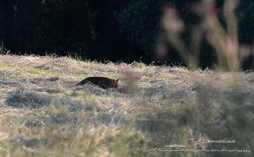 renard roux dans les foins