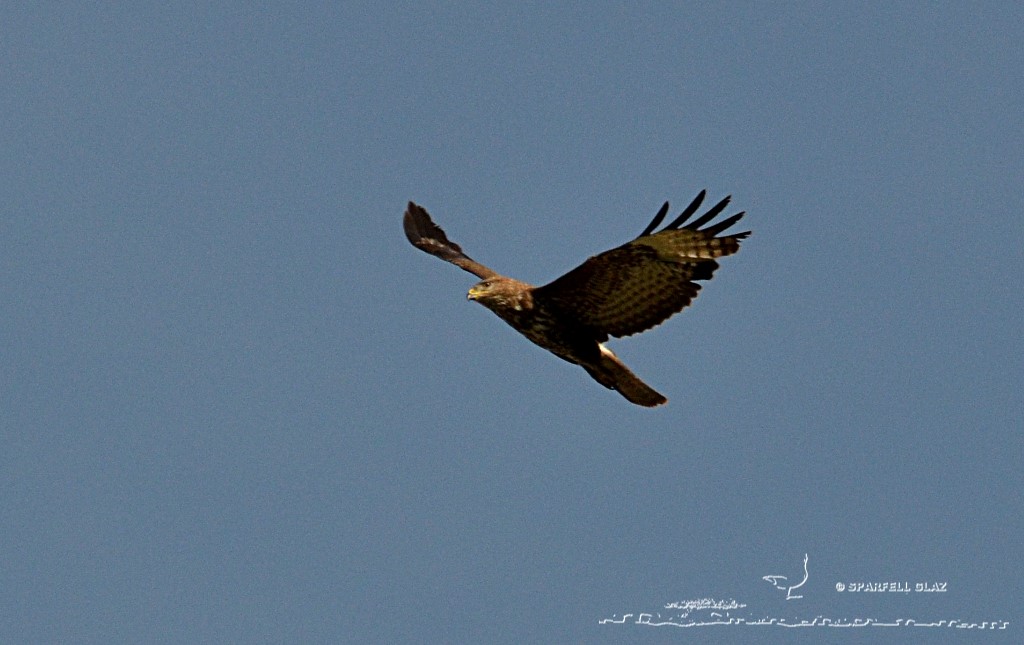 buse variable en vol