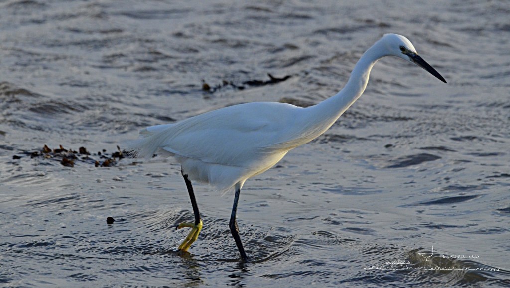 aigrette garzette à la pêche