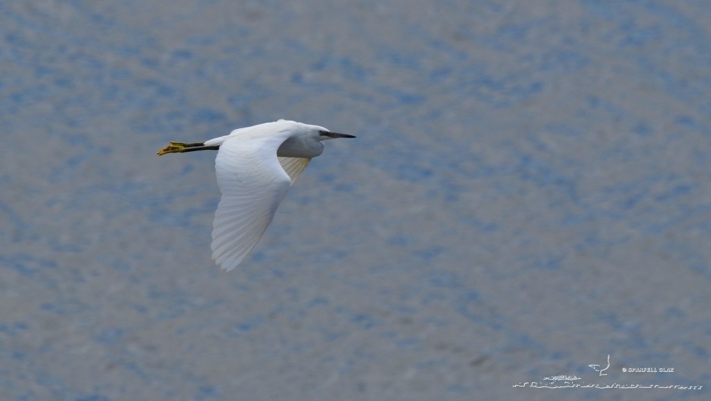aigrette garzette en vol