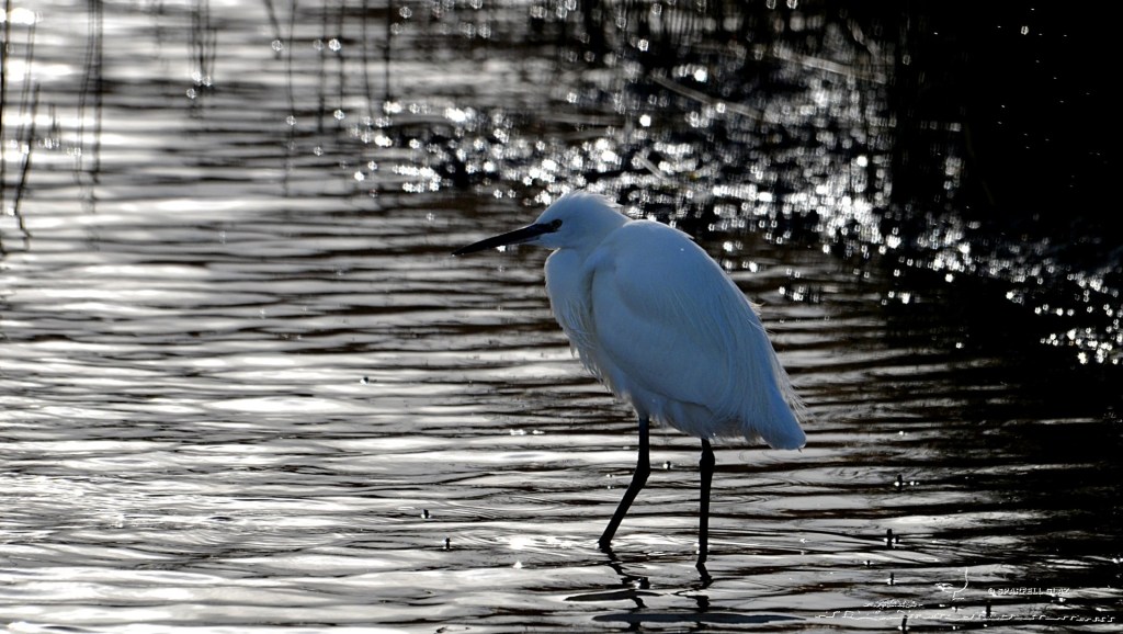aigrette garzette à la pêche