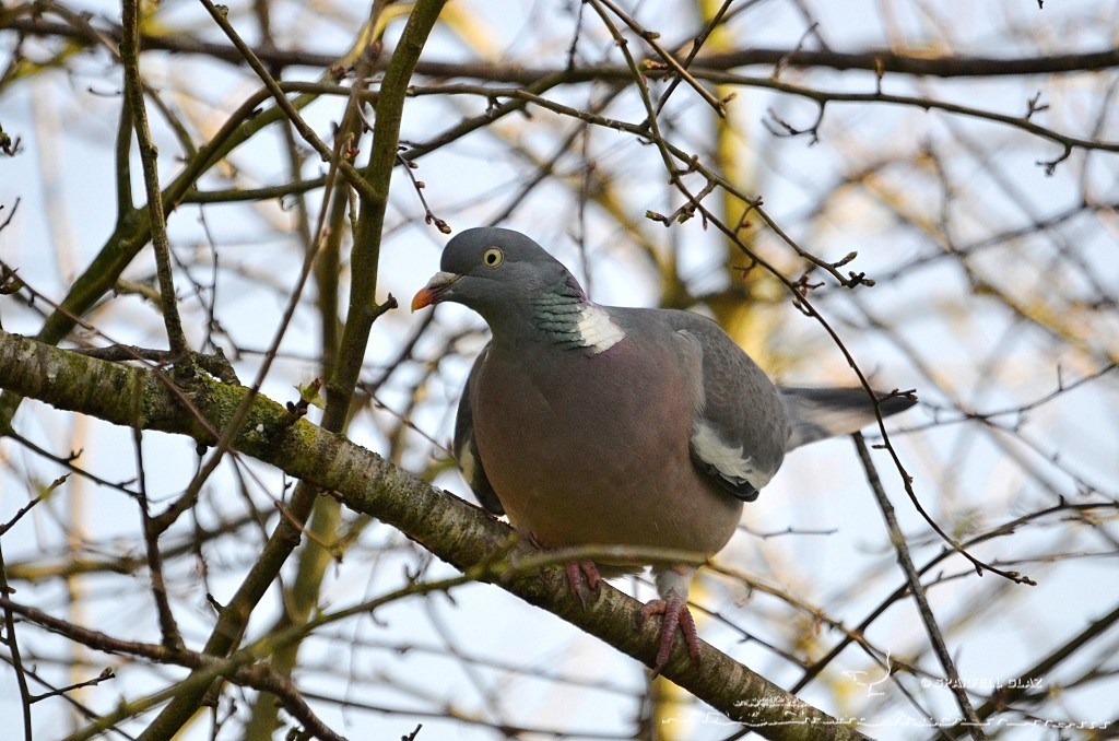 pigeon ramier