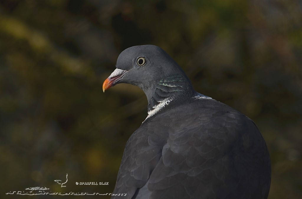 portrait de pigeon ramier