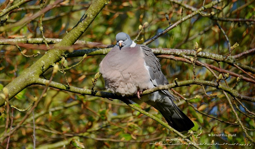 pigeon ramier au repos sur une branche