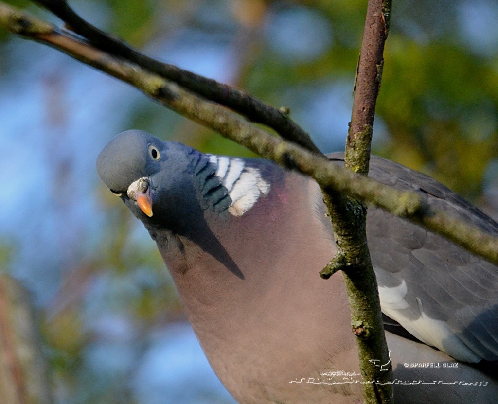 pigeon ramier curieux