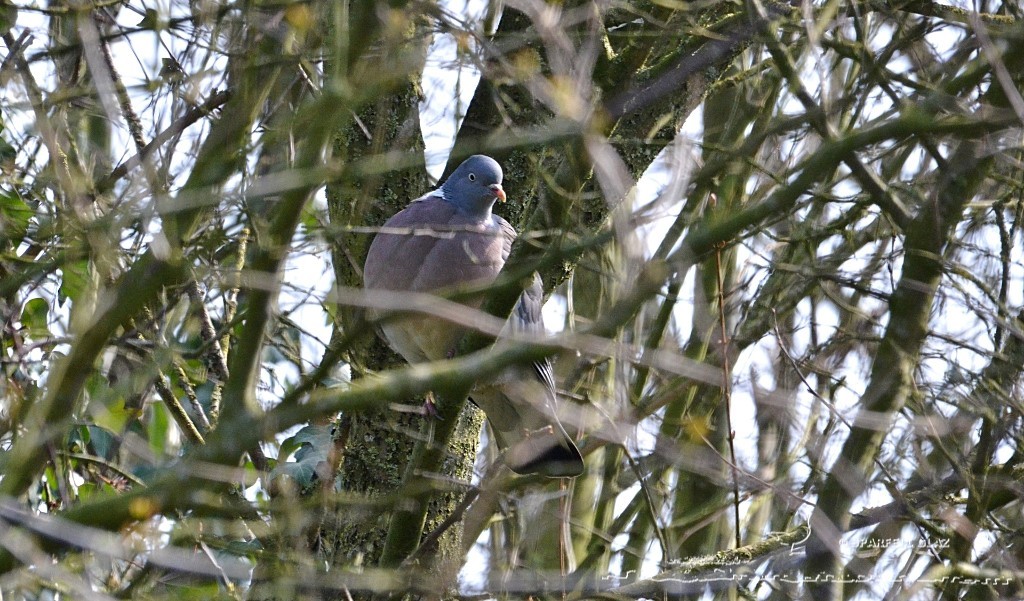 pigeon ramier