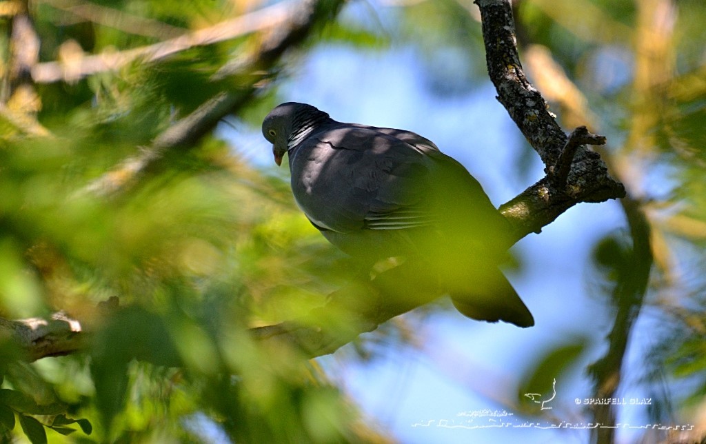 pigeon ramier