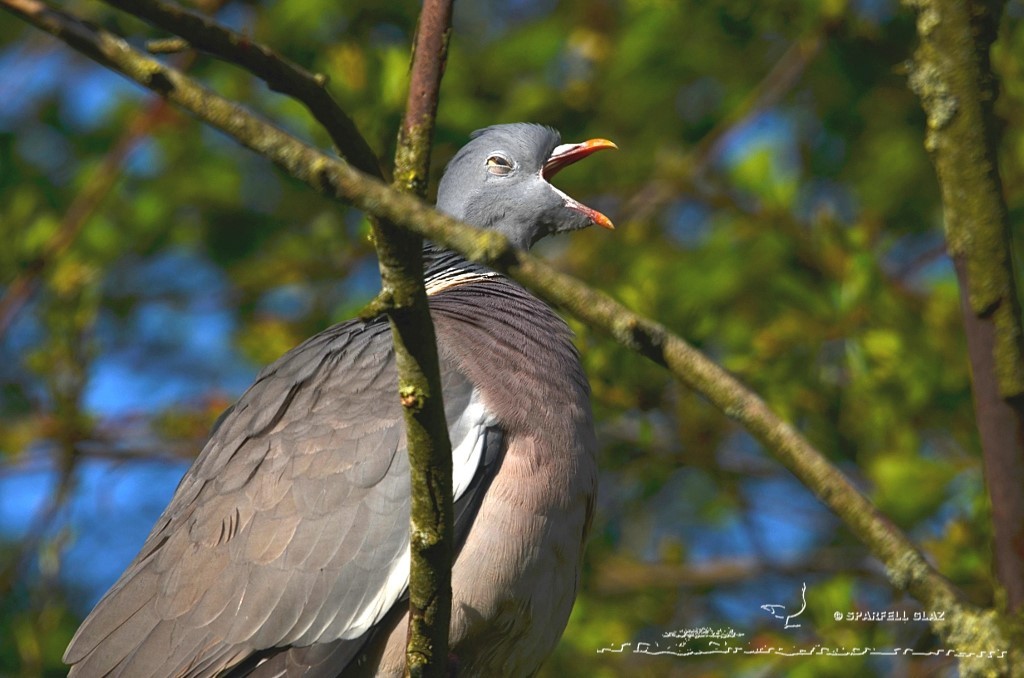 pigeon ramier