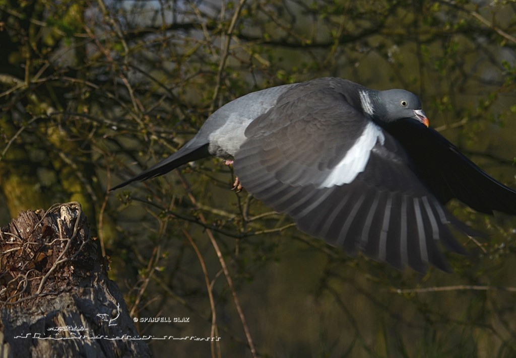 pigeon ramier en vol