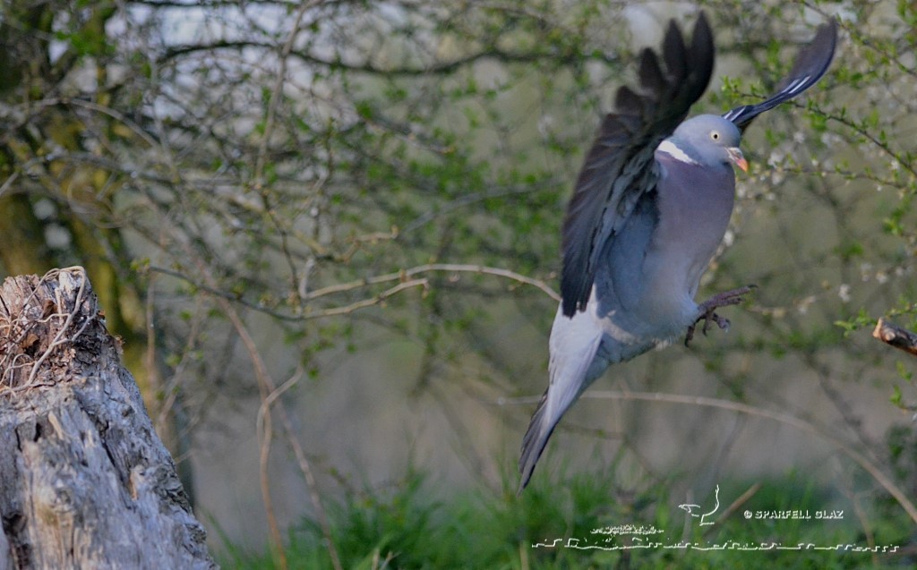 pigeon ramier en vol