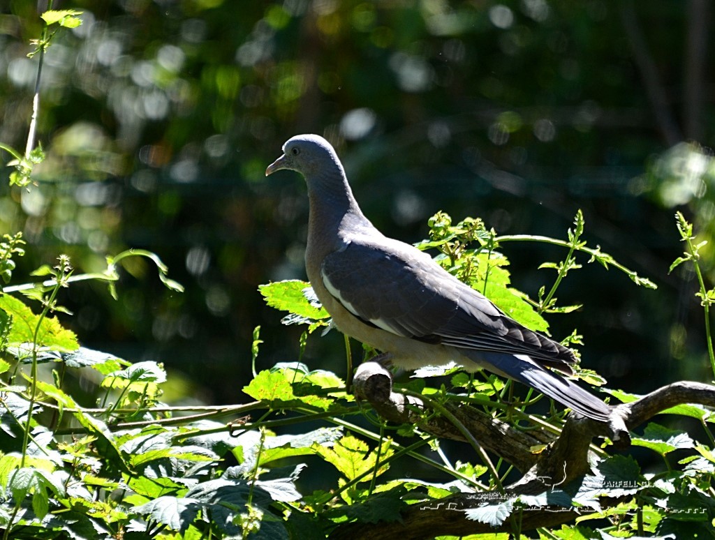 jeune pigeon ramier