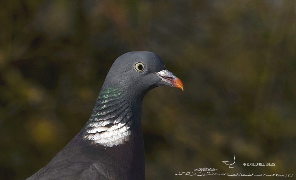 portrait de pigeon ramier