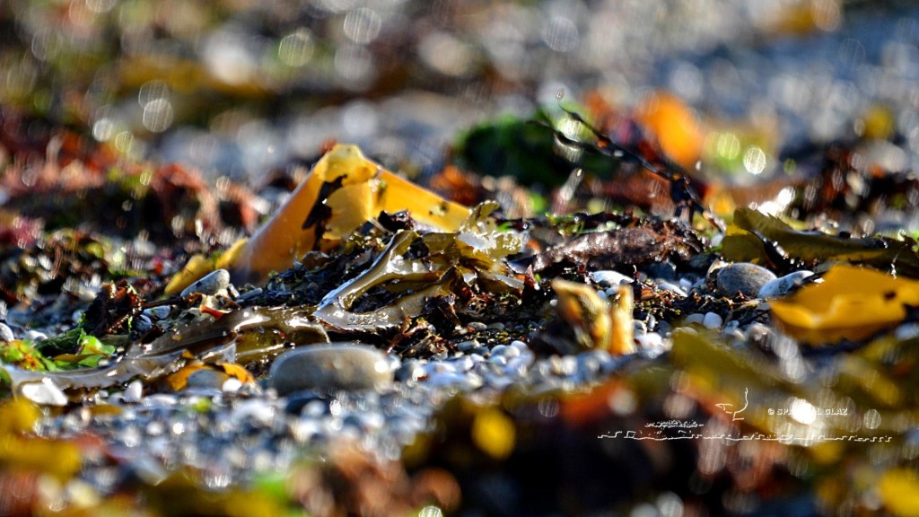laisse de mer