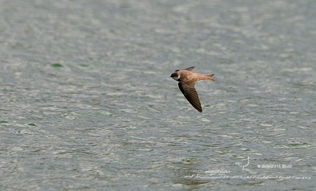 hirondelle de rivage au-dessus d'un lac