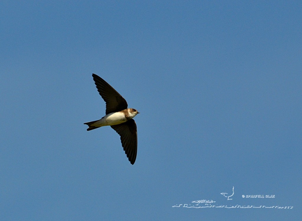 hirondelle de rivage en vol