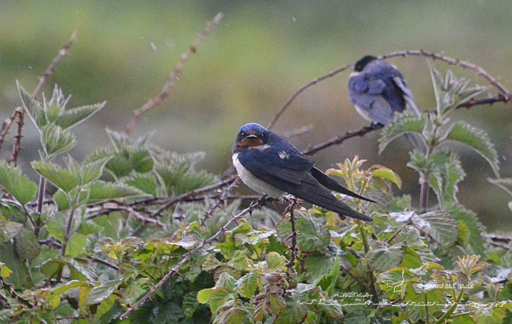 hirondelles rustiques sous la pluie
