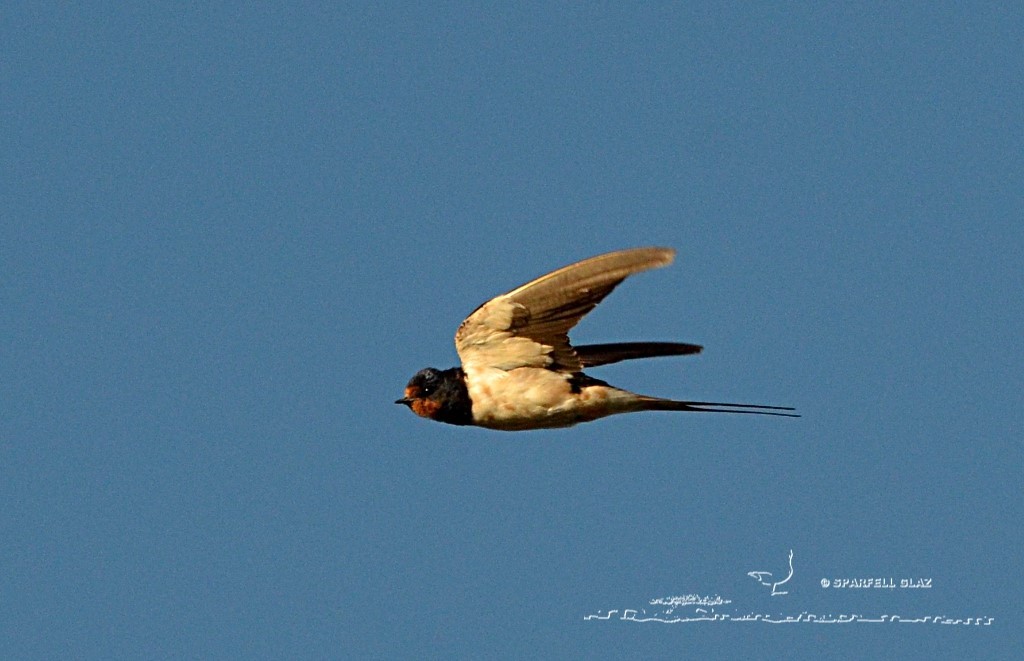 hirondelle rustique en vol