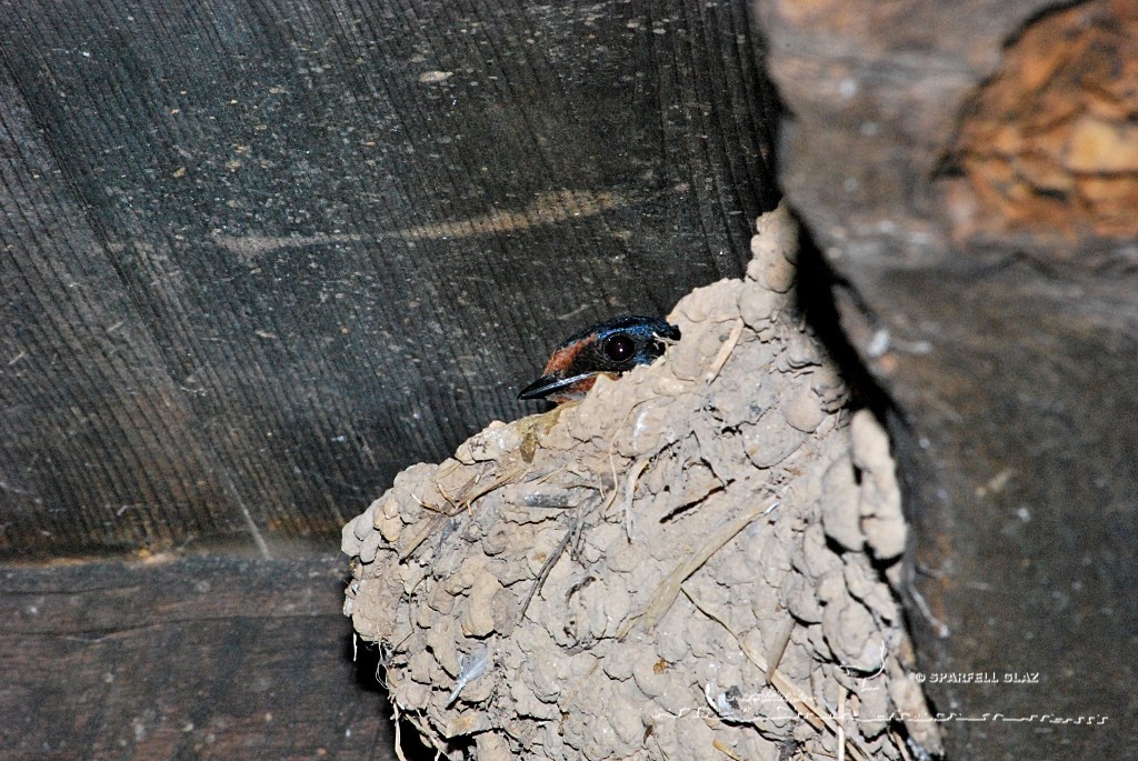 hirondelle rustique sur son nid