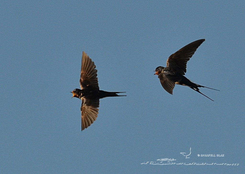 couple d'hirondelles rustiques en vol