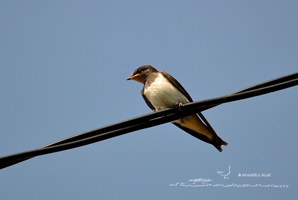 jeune hirondelle rustique sur un fil