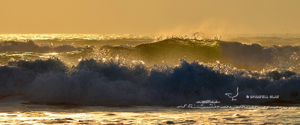 vagues au soleil couchant