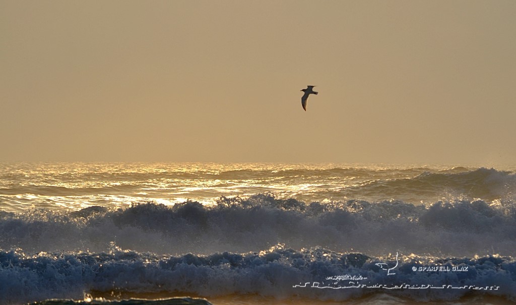 vagues au soleil couchant