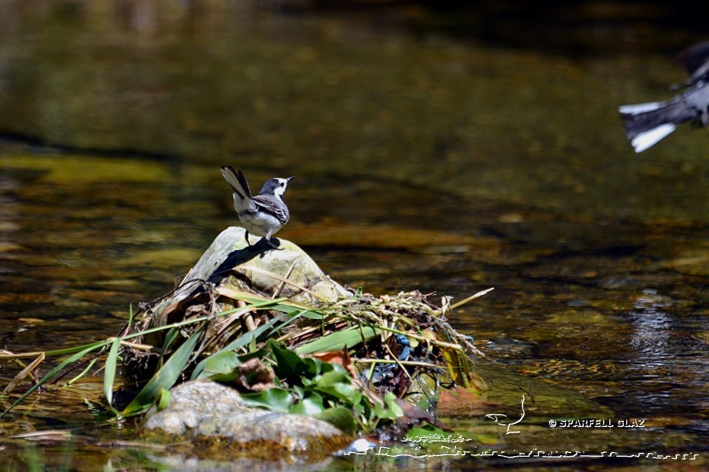 bergeronnette grise au bord d'un ruisseau