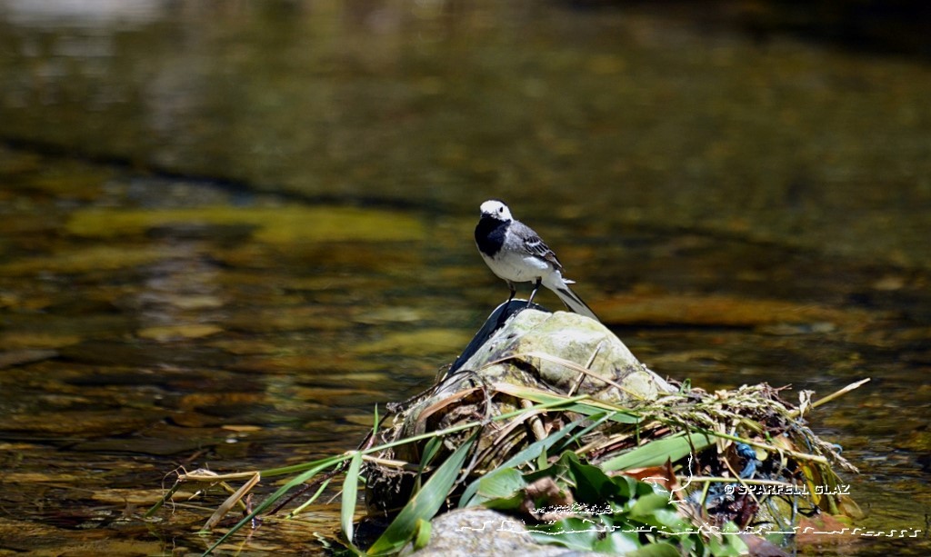 bergeronnette grise au bord d'un ruisseau