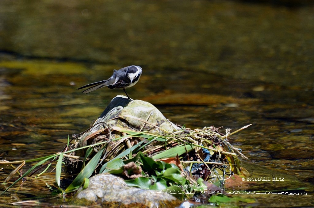 bergeronnette grise au bord d'un ruisseau