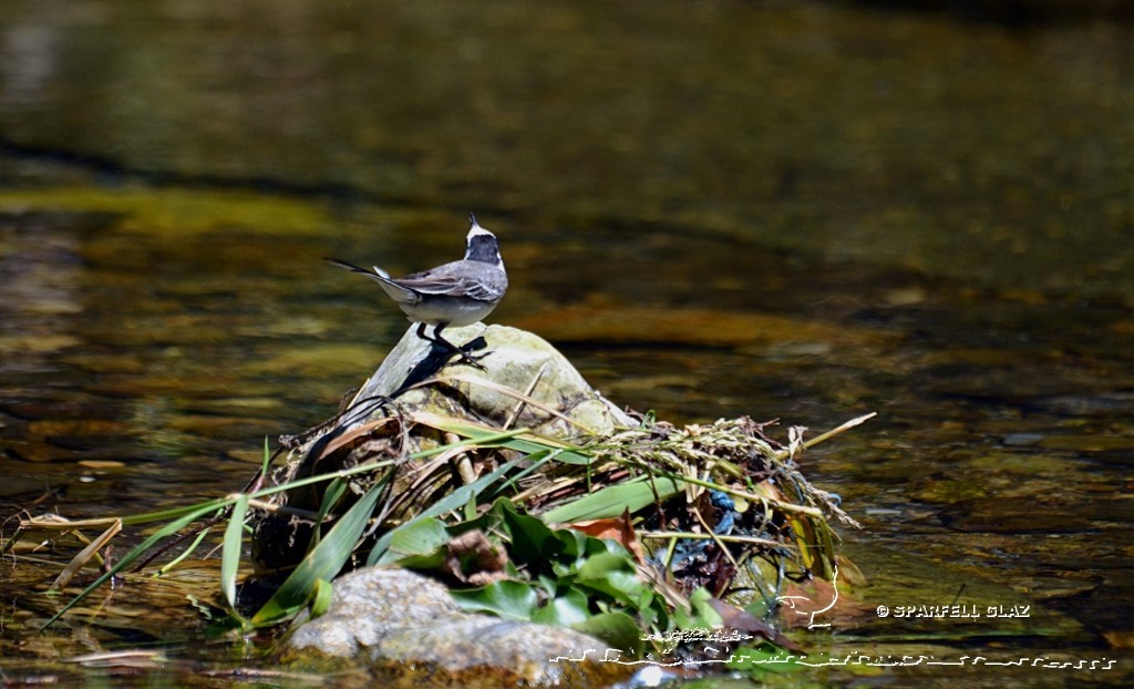 bergeronnette grise au bord d'un ruisseau