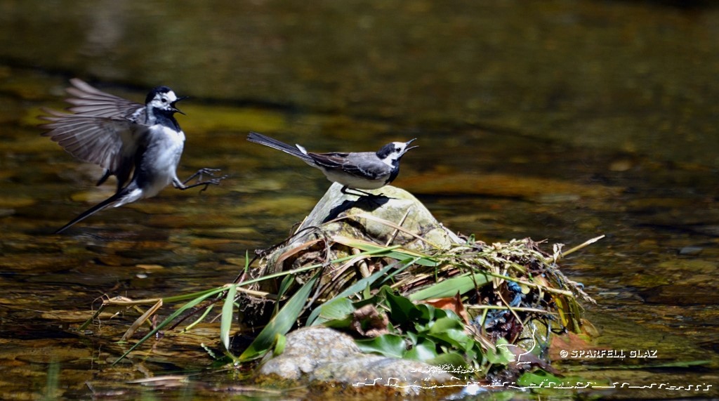 bergeronnette grise au bord d'un ruisseau