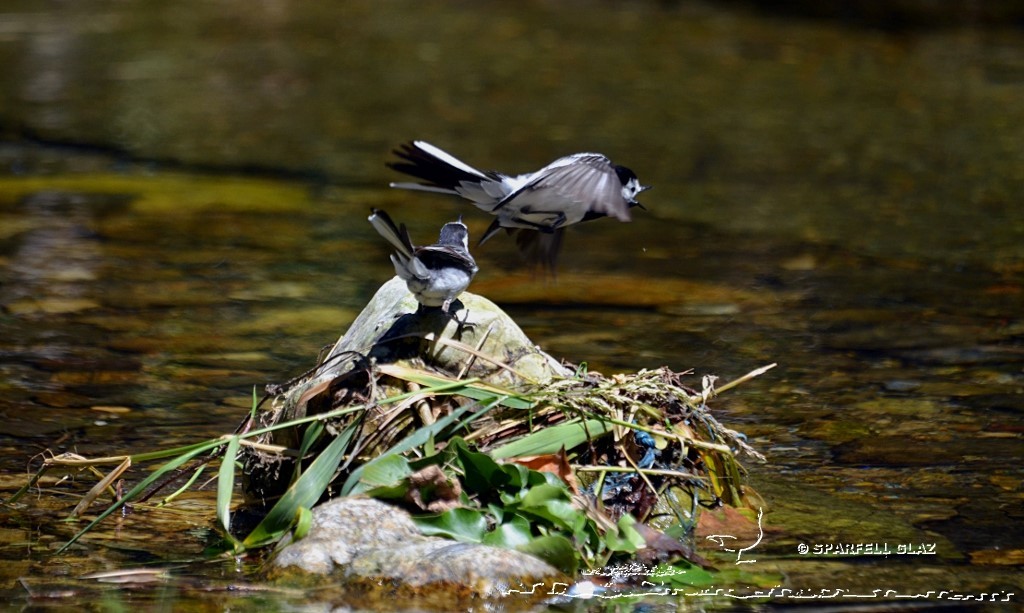 bergeronnette grise au bord d'un ruisseau