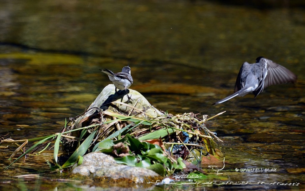 bergeronnette grise au bord d'un ruisseau